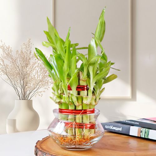 Lucky Bamboo Gift Set