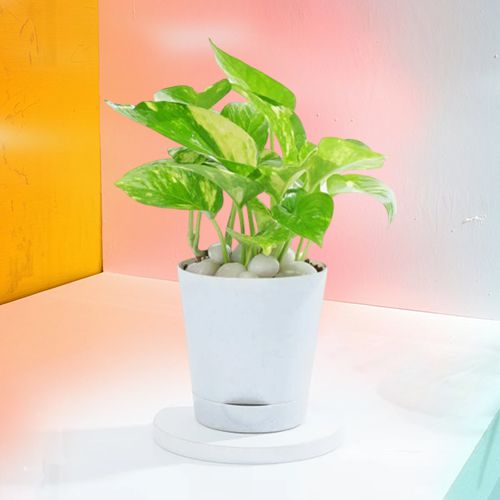 Easy Care Self Watering Money Plant